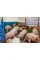 Пастка комах ELEON-SK-05-30W - 150 м2